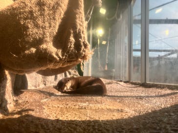 新江ノ島水族館に投稿された画像（2024/3/14）