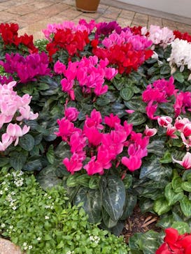 志摩スペイン村パルケエスパーニャに投稿された画像（2024/3/14）