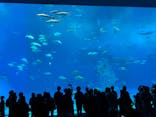 沖縄美ら海水族館に投稿された画像（2024/3/14）