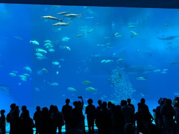 沖縄美ら海水族館に投稿された画像（2024/3/14）
