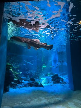 マクセル アクアパーク品川に投稿された画像（2024/3/14）