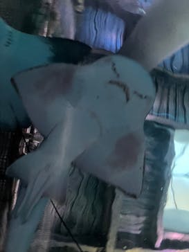 マクセル アクアパーク品川に投稿された画像（2024/3/14）