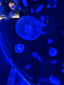 マクセル アクアパーク品川に投稿された画像（2024/3/14）