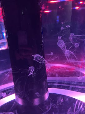 マクセル アクアパーク品川に投稿された画像（2024/3/14）