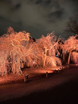 NAKED meets 二条城 2025 観月に投稿された画像（2024/3/14）