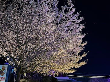 伊豆ぐらんぱる公園に投稿された画像（2024/3/14）