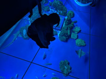 DMMかりゆし水族館に投稿された画像（2024/3/15）