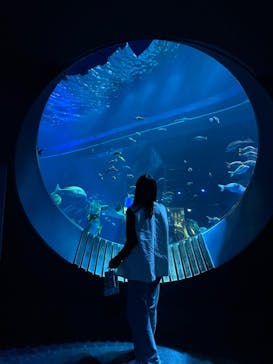 DMMかりゆし水族館に投稿された画像（2024/3/15）
