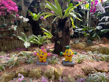 ナゴパイナップルパークに投稿された画像（2024/3/15）