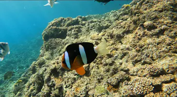 武藤潜水に投稿された画像（2024/3/15）