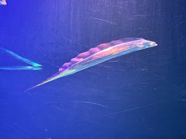 大分マリーンパレス水族館 「うみたまご」に投稿された画像（2024/3/15）