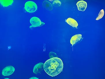 大分マリーンパレス水族館 「うみたまご」に投稿された画像（2024/3/15）