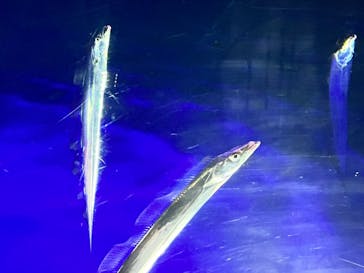 大分マリーンパレス水族館 「うみたまご」に投稿された画像（2024/3/15）