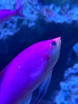 マクセル アクアパーク品川に投稿された画像（2024/3/15）