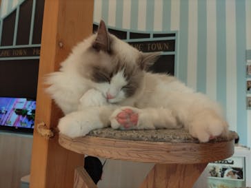 猫カフェモカ　イオンレイクタウン店に投稿された画像（2024/3/15）