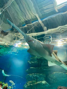 マクセル アクアパーク品川に投稿された画像（2024/3/15）