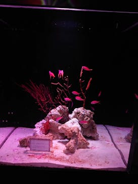 マクセル アクアパーク品川に投稿された画像（2024/3/15）