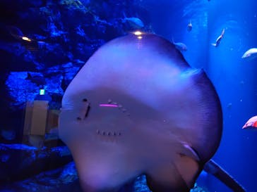 マクセル アクアパーク品川に投稿された画像（2024/3/15）