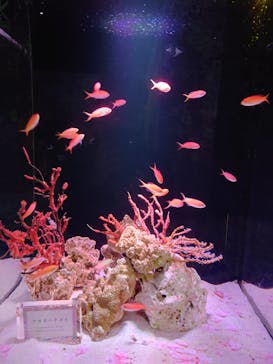 マクセル アクアパーク品川に投稿された画像（2024/3/15）