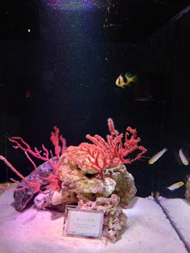 マクセル アクアパーク品川に投稿された画像（2024/3/15）