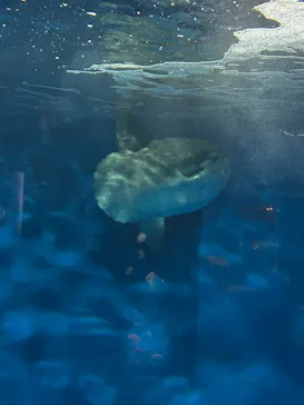 仙台うみの杜水族館に投稿された画像（2024/3/15）