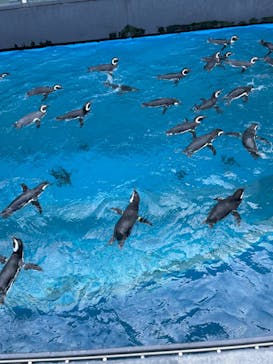 上越市立水族博物館 うみがたりに投稿された画像（2024/3/15）