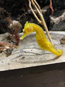 上越市立水族博物館 うみがたりに投稿された画像（2024/3/15）