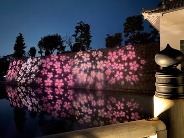 NAKED meets 二条城 2025 観月に投稿された画像（2024/3/15）