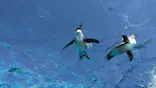 サンシャイン水族館に投稿された画像（2024/3/15）