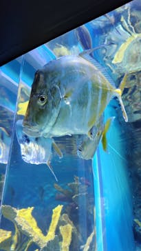 サンシャイン水族館に投稿された画像（2024/3/15）