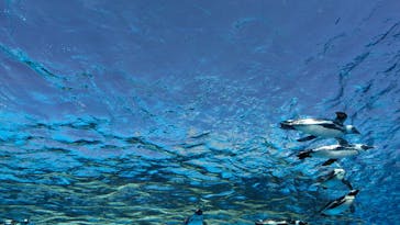 サンシャイン水族館に投稿された画像（2024/3/15）