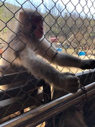 小豆島　銚子渓　自然動物園　お猿の国に投稿された画像（2024/3/15）