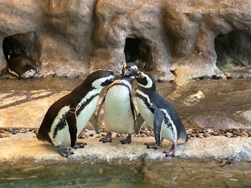 しながわ水族館に投稿された画像（2024/3/15）