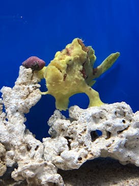 しながわ水族館に投稿された画像（2024/3/15）