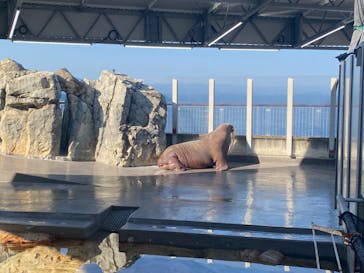 大分マリーンパレス水族館 「うみたまご」に投稿された画像（2024/3/15）