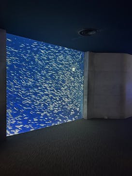 大分マリーンパレス水族館 「うみたまご」に投稿された画像（2024/3/15）