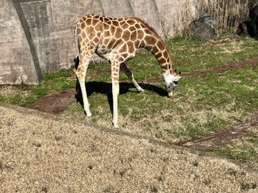 千葉市動物公園に投稿された画像（2024/3/15）