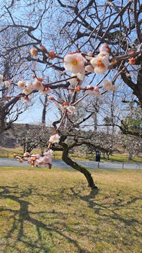 元離宮二条城に投稿された画像（2024/3/15）