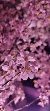 NAKED meets 二条城 2025 観月に投稿された画像（2024/3/15）