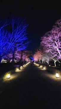 NAKED meets 二条城 2025 観月に投稿された画像（2024/3/15）