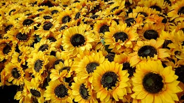 ゴッホ・アライブに投稿された画像（2024/3/15）