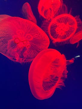 大分マリーンパレス水族館 「うみたまご」に投稿された画像（2024/3/16）