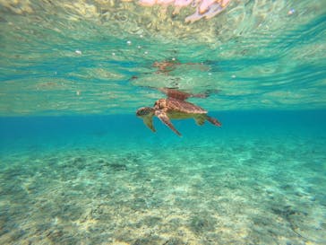 宮古島 ADVENTURE PiPi（ミヤコジマ アドベンチャー ピピ）に投稿された画像（2024/3/16）