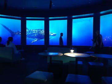 DMMかりゆし水族館に投稿された画像（2024/3/16）