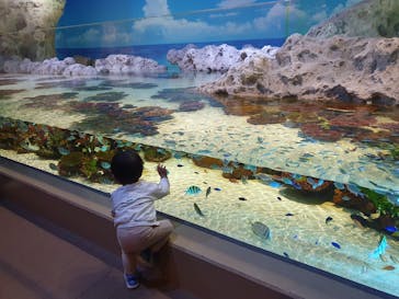 DMMかりゆし水族館に投稿された画像（2024/3/16）