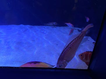 サンシャイン水族館に投稿された画像（2023/8/18）