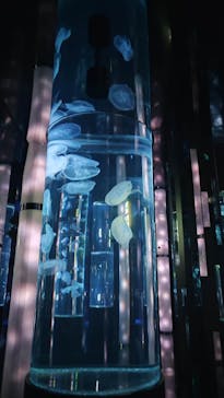 DMMかりゆし水族館に投稿された画像（2024/3/16）