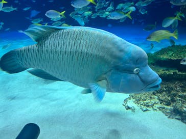 サンシャイン水族館に投稿された画像（2024/3/16）