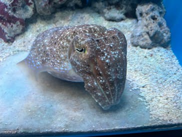 サンシャイン水族館に投稿された画像（2024/3/16）