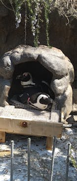 サンシャイン水族館に投稿された画像（2024/3/16）